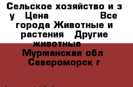 Сельское хозяйство и з/у › Цена ­ 2 500 000 - Все города Животные и растения » Другие животные   . Мурманская обл.,Североморск г.